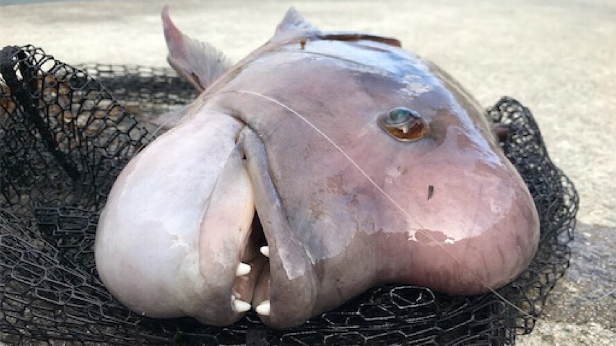 自己紹介 タビカツリブログ