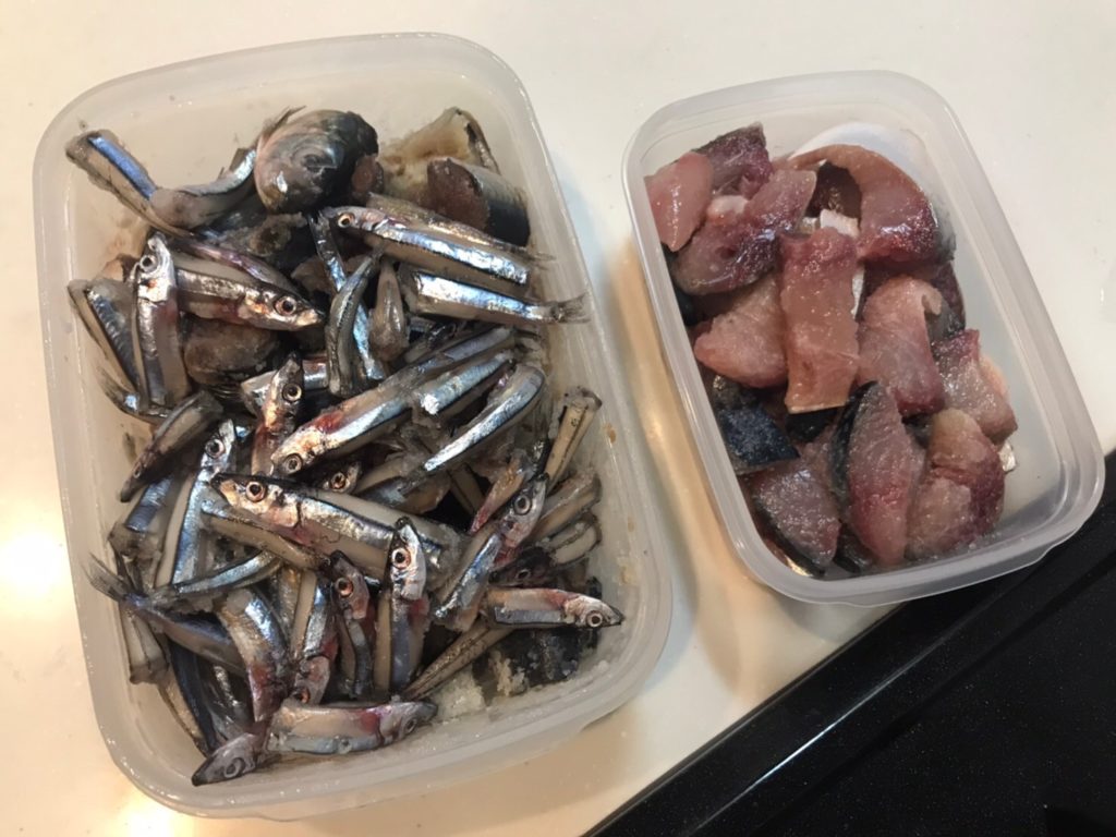 ぶっこみ釣り最強のエサ 魚の切り身の塩漬けの作り方と作るメリットを徹底解説 タビカツリブログ