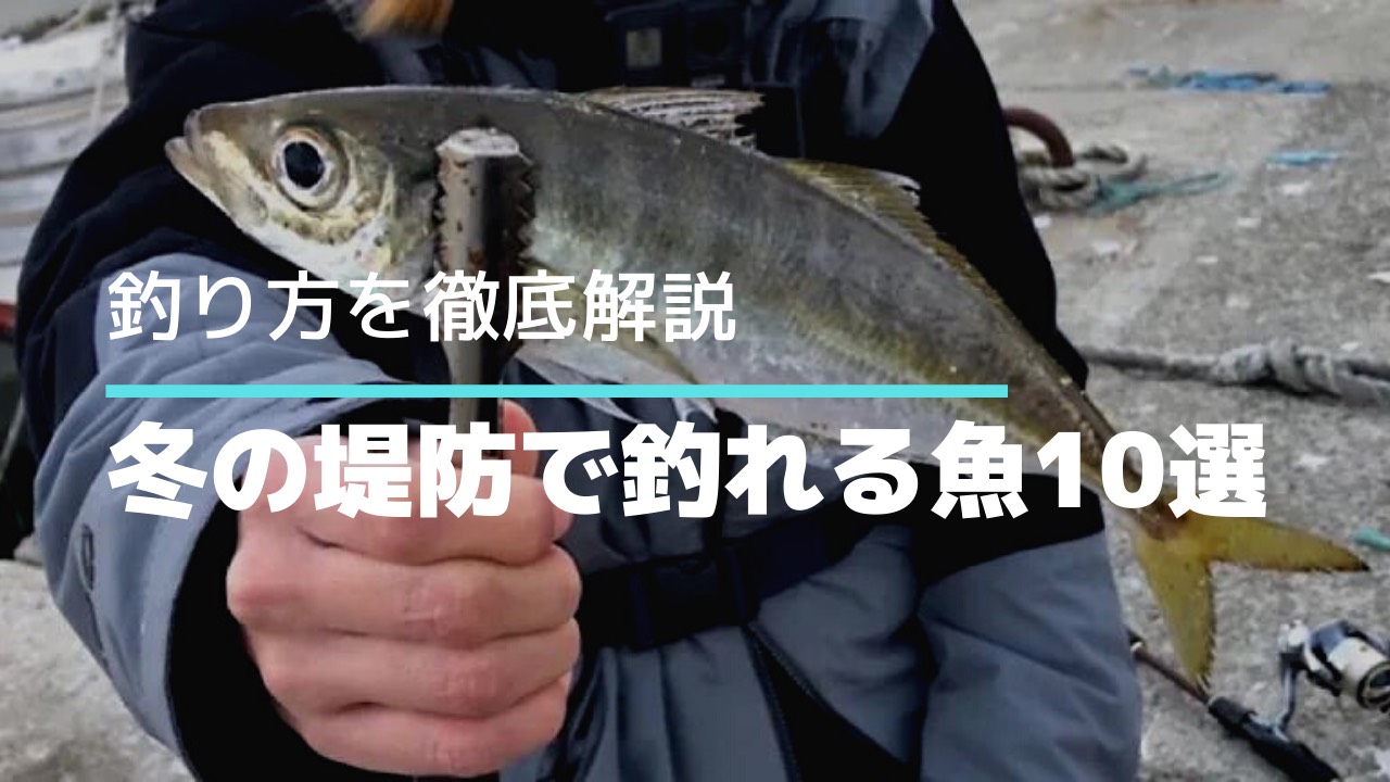 冬の堤防で釣れる魚10選 おすすめの魚と釣り方を徹底解説 タビカツリブログ